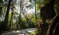 Thousands of Trees Will Be Felled in Vancouver’s Stanley Park Due to Moth Infestation