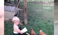 Lovely Toddler Completely Focused on Feeding His Feathered Friends
