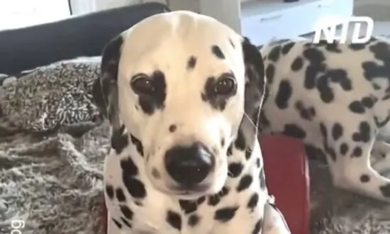 Woman Uses Peanut Butter on Shower Cap to Clip Dog’s Nails
