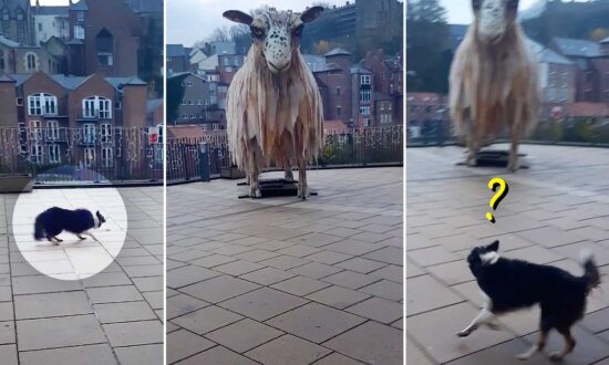 VIDEO: Border Collie Sees Giant 25-foot 'Sheep'—Watch Her Hilariously Try to Herd Enormous Statue