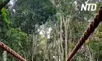 Awesome Encounter With a Gibbon in Plett, South Africa