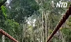 Awesome Encounter With a Gibbon in Plett, South Africa