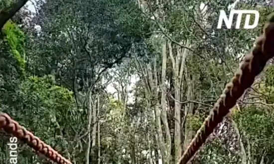 Awesome Encounter With a Gibbon in Plett, South Africa