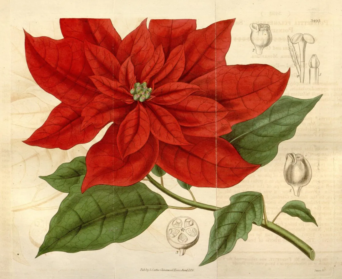  An illustrated poinsettia by William Curtis, 1836, from Curtis's botanical magazine v.63. (Public Domain)