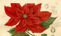 I’ve Bought Thousands of Poinsettias—Then I Learned the Plant’s Wild Origin Story