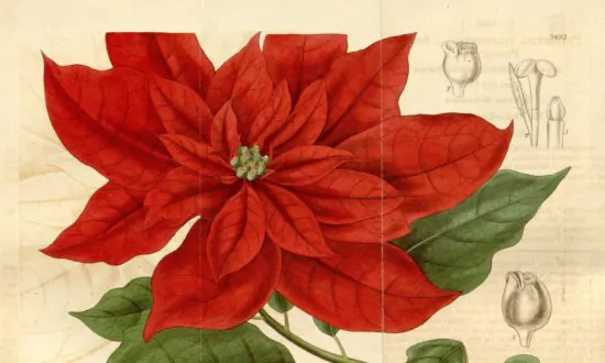 Joel Poinsett: A Diplomat for a Christmas Flower