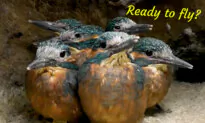 Patient Kingfisher Dad Coaxes 7 Chicks to Fly—Watch How He Persuades the Last Anxious Baby: VIDEO