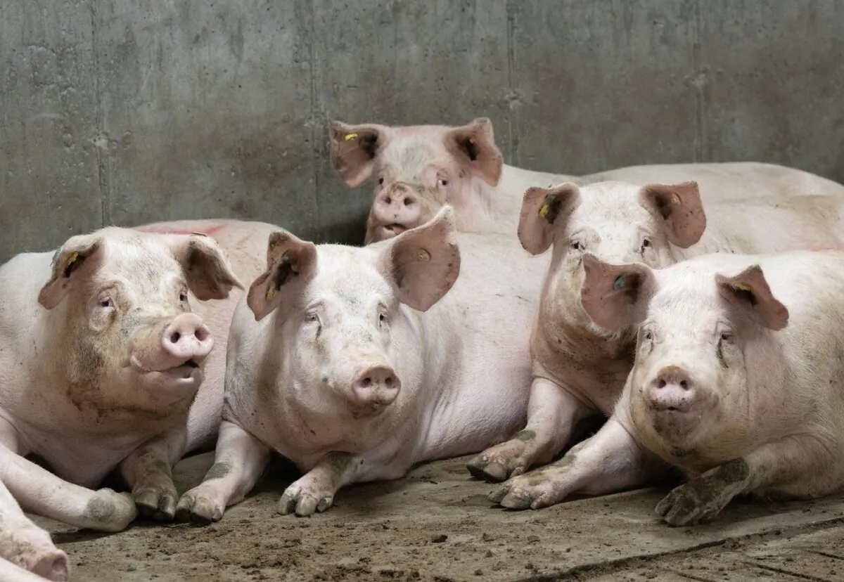 Pigs are seen at a pork farm in St-Sebastien, Que., on Nov. 28, 2023. (The Canadian Press/Ryan Remiorz)
