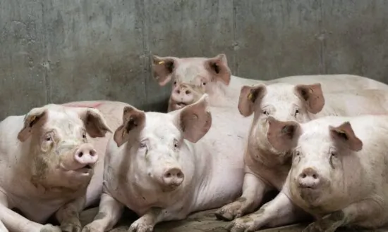 Quebec Pork Farmers Reeling as a ‘Perfect Storm’ Creates Economic Crisis