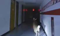 Deer Breaks Into New Jersey Elementary School