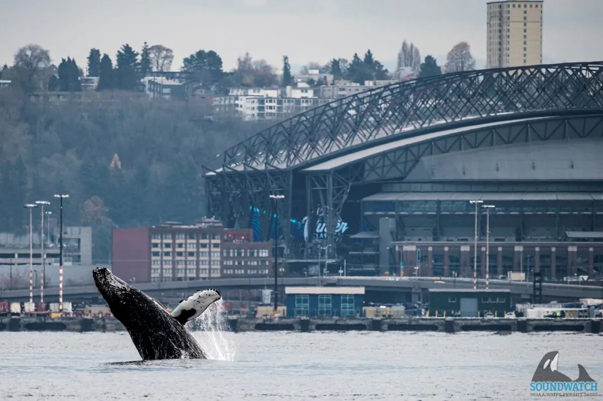 A young humpback whale breaches as one of Seattle's stadiums is in the background on Nov. 30, 2023. (Jeff Hogan/Soundwatch Boater Education Program via AP)