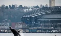 Photographs Capture Humpback Whale’s Seattle Visit, Breaching in Waters in Front of Space Needle