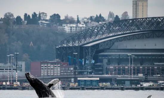 Photographs Capture Humpback Whale’s Seattle Visit, Breaching in Waters in Front of Space Needle