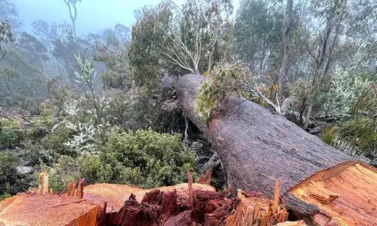 Former Greens Leader Fighting Trespass Charge After Anti-Logging Protest