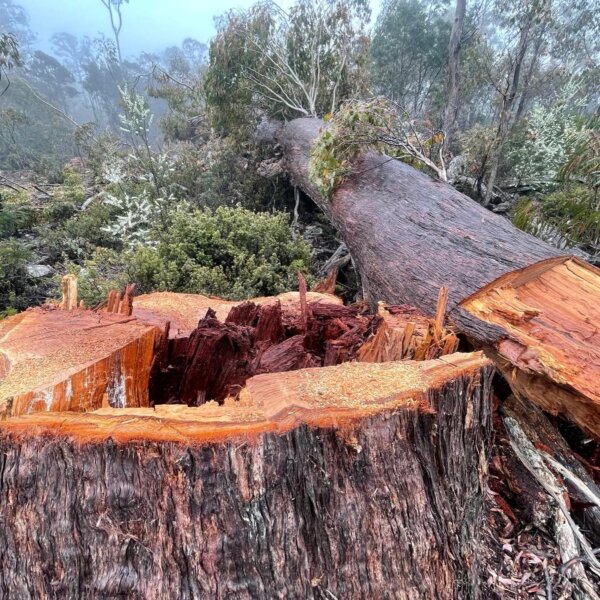Epoch Times Photo