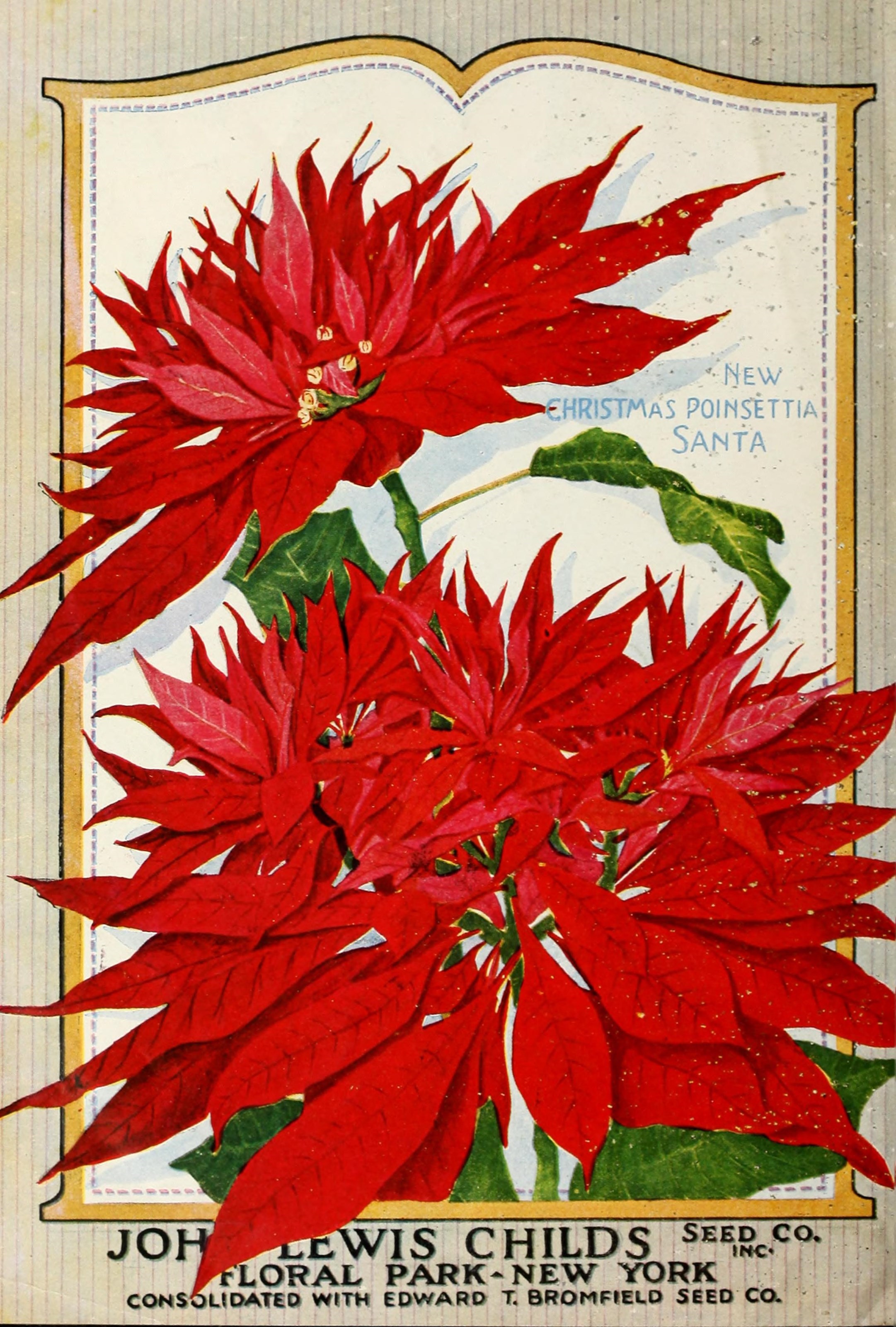 Christmas Poinsettia