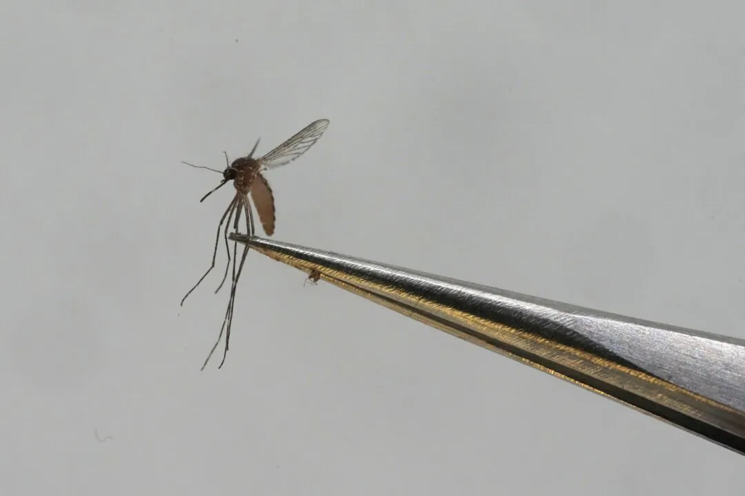 A Culex tarsalis mosquito is shown at the Salt Lake City Mosquito Abatement District in Salt Lake City on Aug. 28, 2023. (Rick Bowmer/AP Photo)