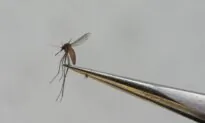 Dengue Fever Is on Rise in Mali With More Than 20 Deaths, Health Director Says