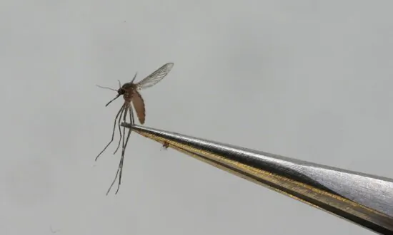 Dengue Fever Is on Rise in Mali With More Than 20 Deaths, Health Director Says