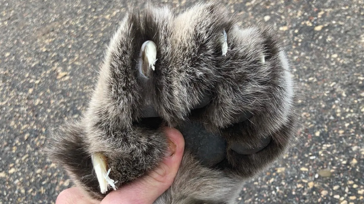 The paw of a cougar that was struck and killed on an interstate highway on Interstate 394 in Golden Valley, Minn., on Dec. 6, 2023. (Minnesota Department of Natural Resources via AP)