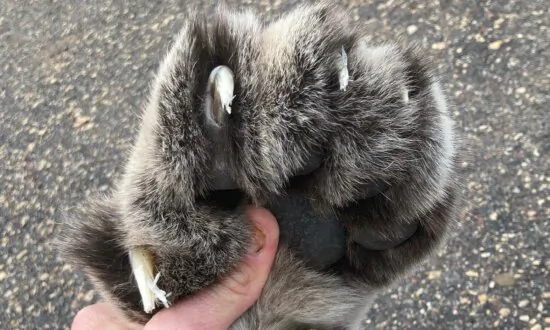 Cougar Struck and Killed Near Minneapolis Likely the One Seen in Home Security Video, Expert Says