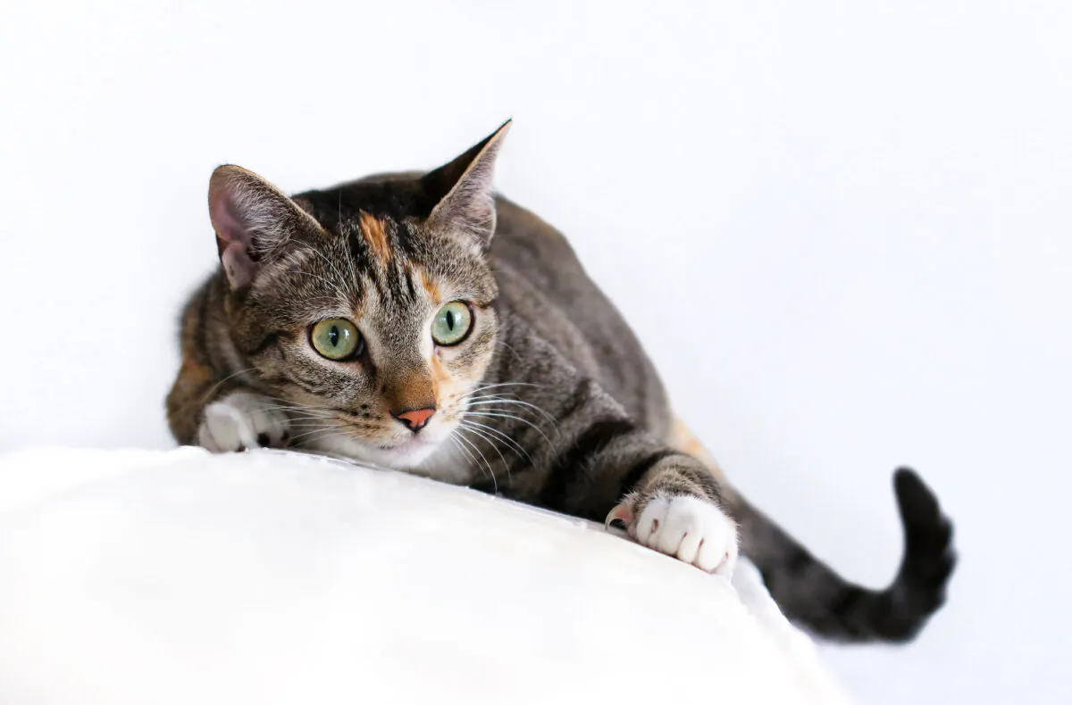 Feline compulsive disorder manifests most often as either excessive grooming to the point of baldness or sucking on, chewing or ingesting fabric or other nonfood items. (Fercast/Shutterstock)