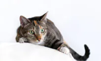 Pets Can Develop Compulsive Disorders