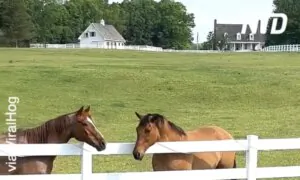 Little Boy Calls His Horse Friends to Him
