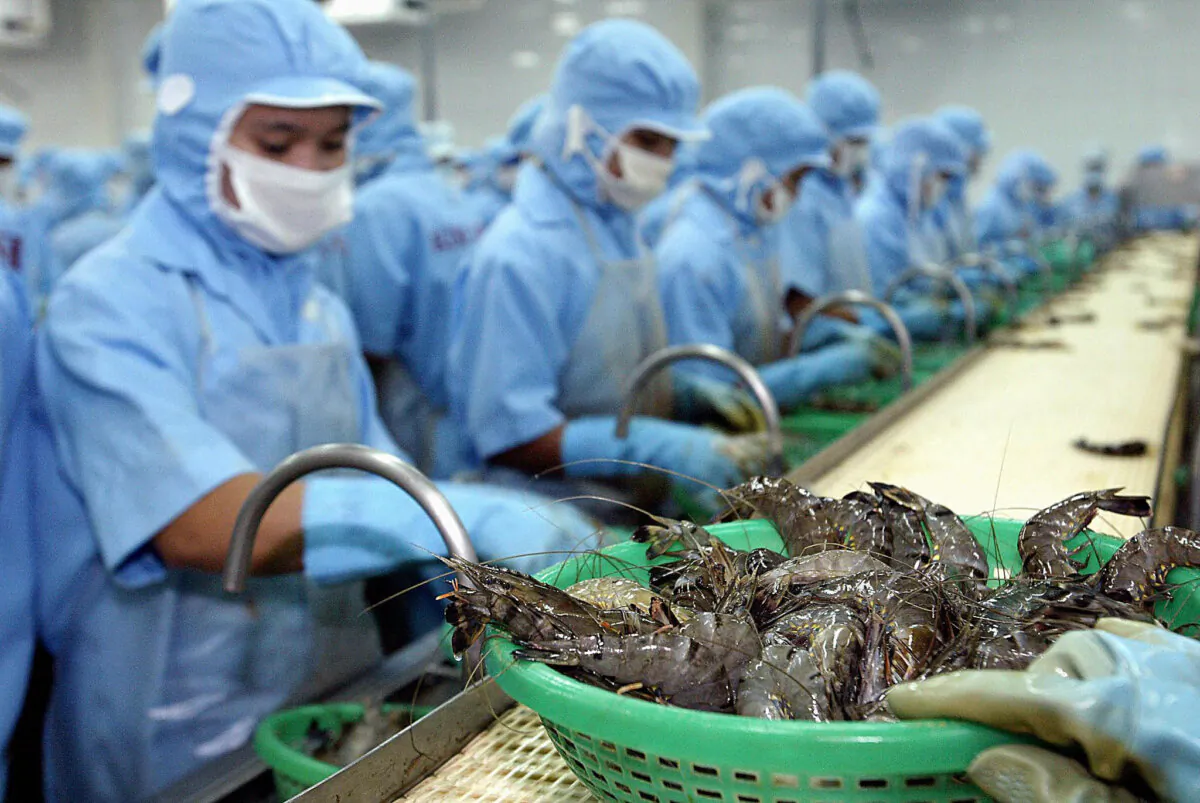 Vietnamese workers sort out shrimps at a processing line of Kim Anh Seafood Processing Factory in southern province of Soc Trang, Feb. 21, 2004. (STR/AFP via Getty Images)