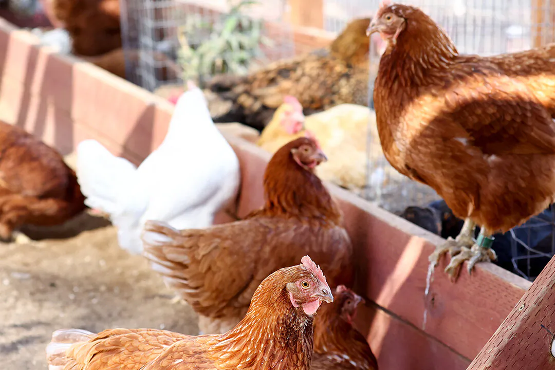 Another farm in NSW has been affected by bird flu. (Mario Tama/Getty Images)