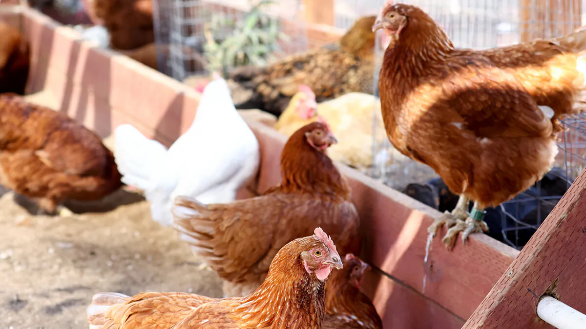 Rescued chickens gather in an aviary at Farm Sanctuary’s Southern California Sanctuary on October 5, 2022 in Acton, California. (Mario Tama/Getty Images)