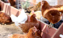 More Bird Flu Discovered in Australian State, Another 87,000 Birds to Be Culled