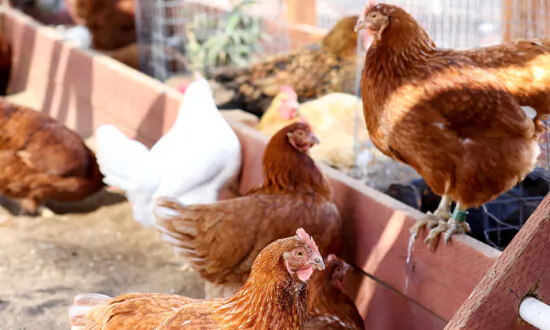 Would You Buy a Fitbit for a Chicken?