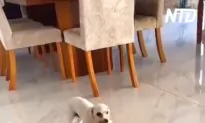 Dog Brings Her Newborn Puppy to Her Owner