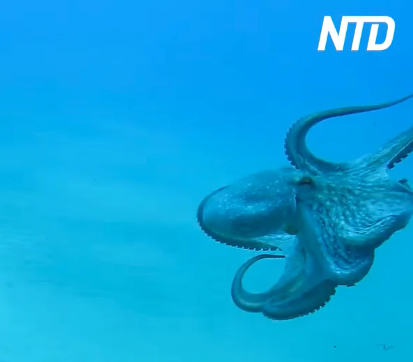 Scuba Diver Plays With Friendly Octopus