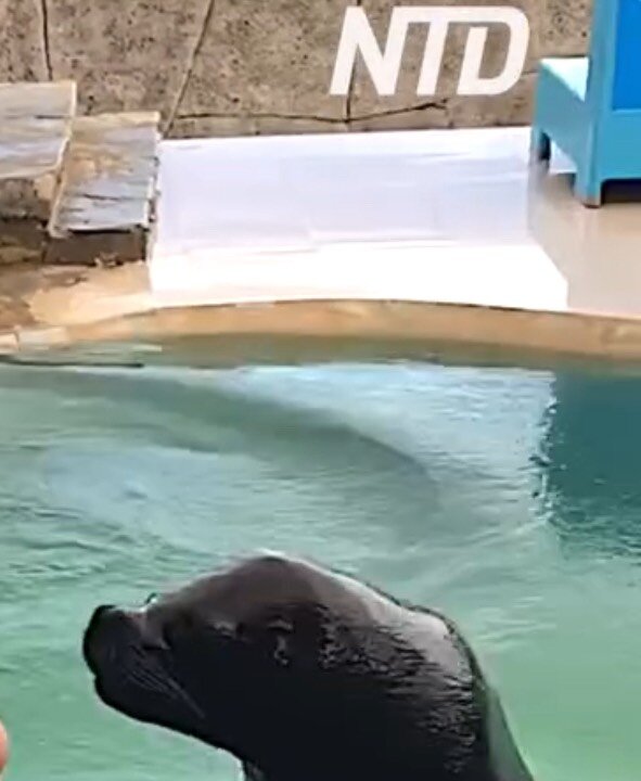 Sea Lion Makes Funny Faces in Family Portrait!