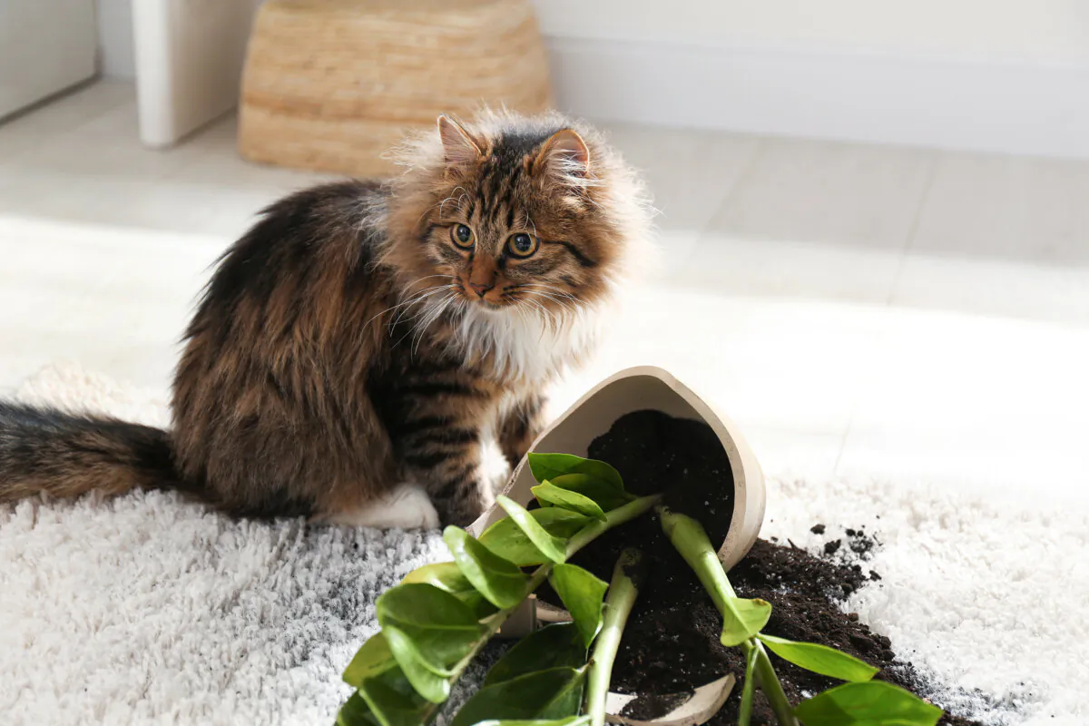 Consult with your veterinarian and visit the American Society for the Prevention of Cruelty to Animals website for a list of pet-safe and toxic plants. (Dreamstime/TNS)
