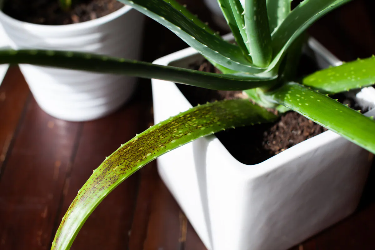 Aloe vera has been used for centuries to treat superficial burns, cuts, sunburn and more. (Dreamstime/TNS)