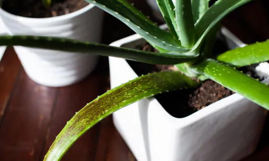 How to Grow Easy-Care Aloe Vera, Nature’s Burn Ointment