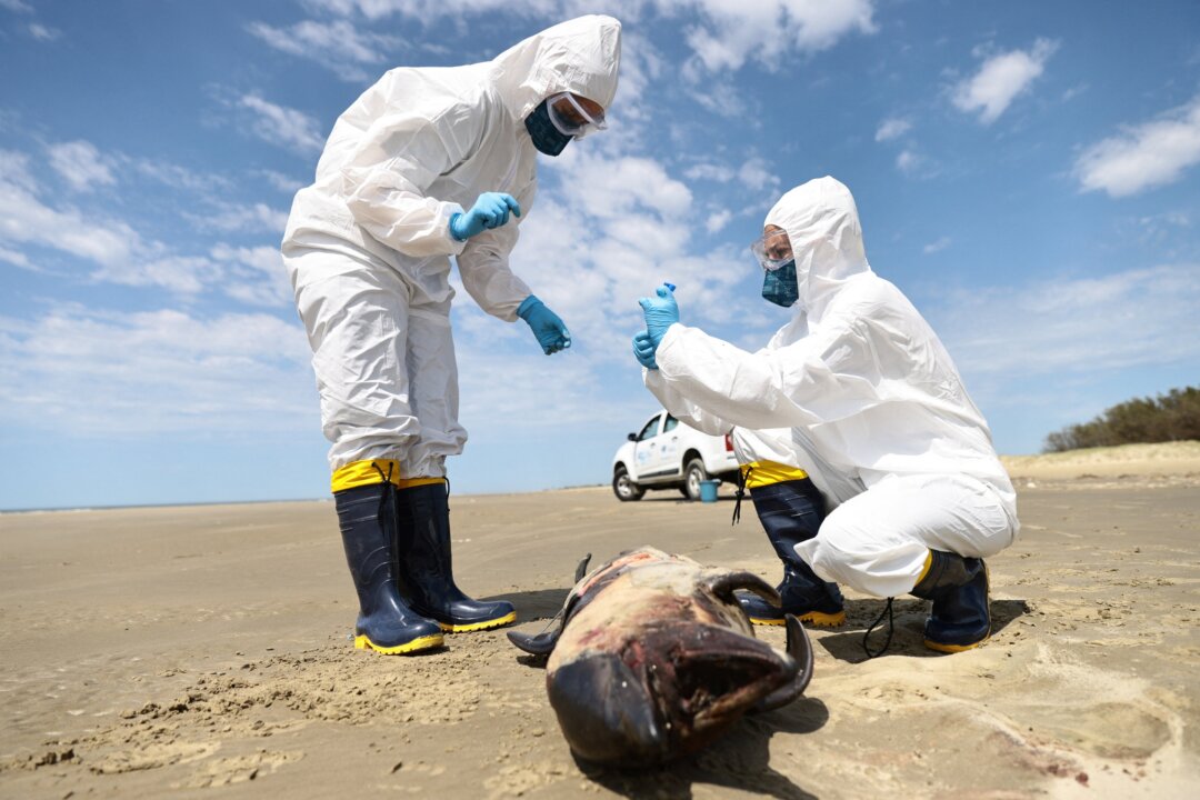 Questo è l'Inizio della Fine - Pagina 19 Id5545133-Brazil-bird-flu-1080x720