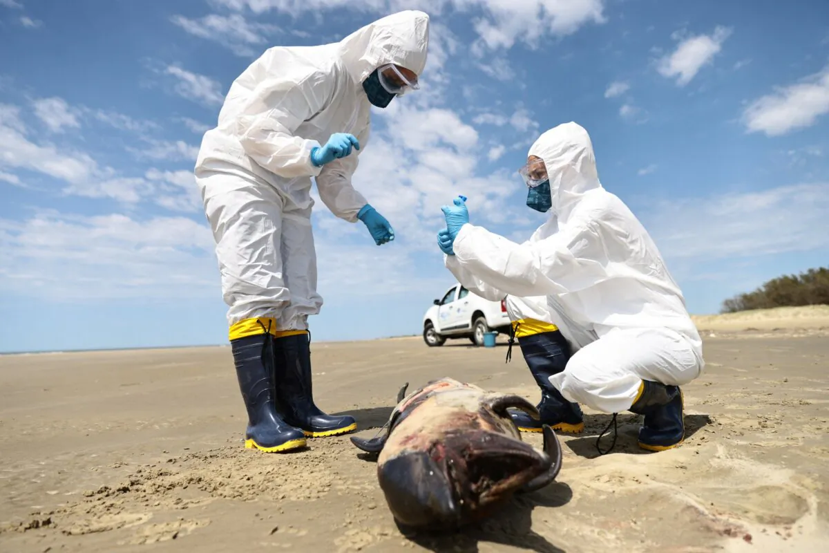 A team from the Laboratory of Ecology and Conservation of Marine Megafauna at the Federal University of Rio Grande (ECOMEGA) collects organic material from a dead porpoise on the coast of the Atlantic Ocean, during an outbreak of Bird Flu, in Sao Jose do Norte, in the State of Rio Grande do Sul, Brazil, on Nov. 21, 2023. (Diego Vara/Reuters)