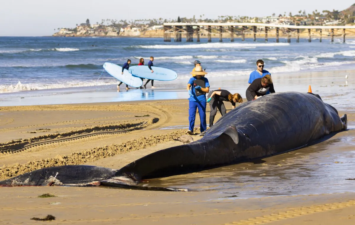 Researchers from NOAA Southwest Fisheries Science Center inspect a 52-foot-long female fin whale that died and washed onto Mission Beach in San Diego on Dec. 10, 2023. (K.C. Alfred/The San Diego Union-Tribune via AP)