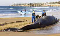 52-Foot-Long Dead Fin Whale Washes up on San Diego Beach; Cause of Death Unclear