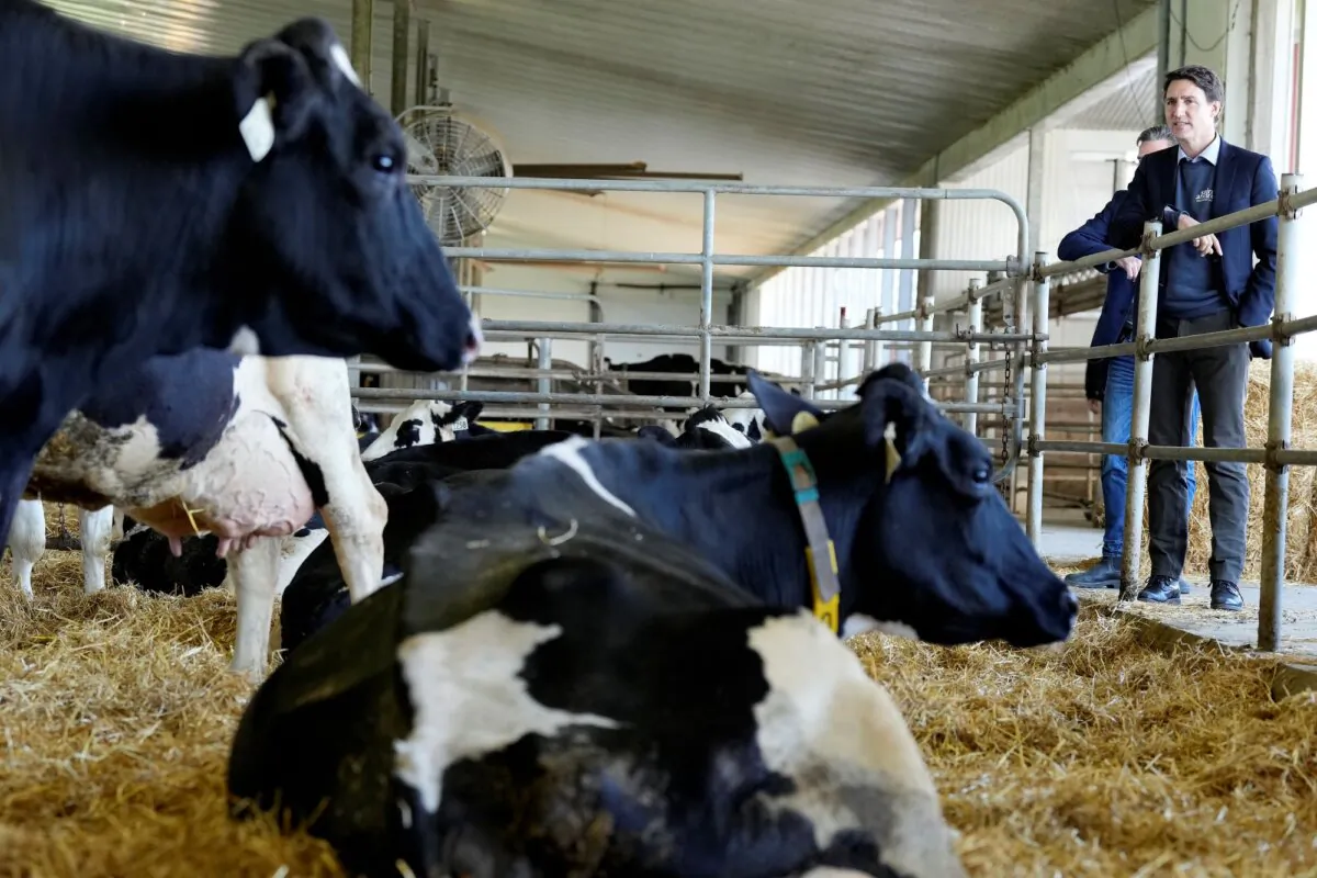 Prime Minister Justin Trudeau looks at cattle during a visit to the community of Elmira, Ont., on Oct. 14, 2022. (The Canadian Press/Frank Gunn)