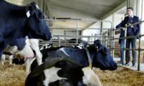 Anthony Furey: Feds Are Creating Emissions Trading Credits for Cow Burps–Seriously