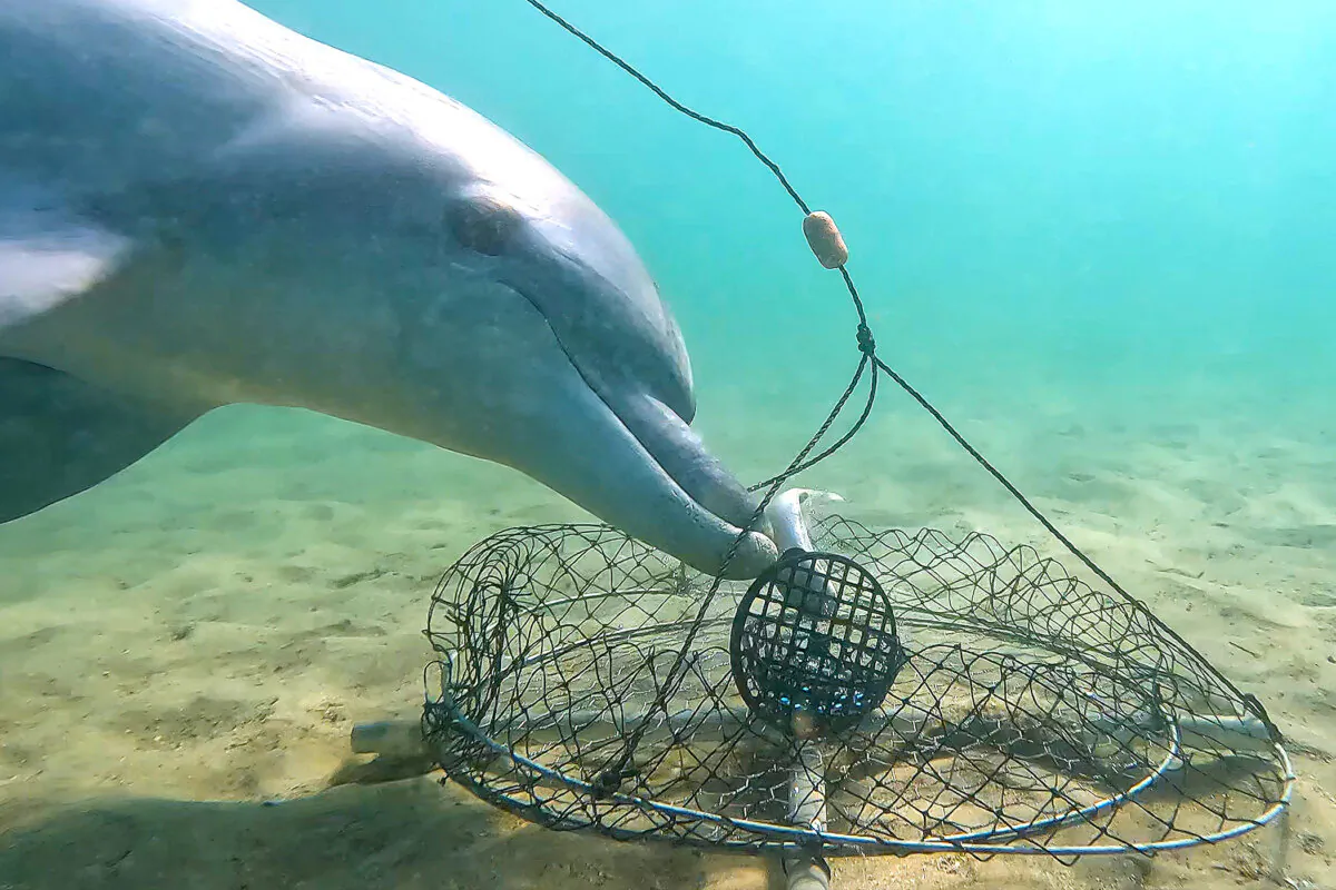 (Courtesy of Dolphin Discovery Centre)
