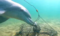 Rare Video Captures ‘Most Intriguing Dolphin Behavior’ as They Outsmart Crab Fishermen by Stealing Bait