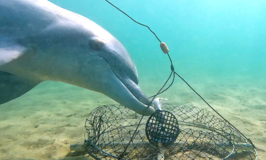 Rare Video Captures 'Most Intriguing Dolphin Behavior' As They Outsmart Crab Fishermen By Stealing Bait