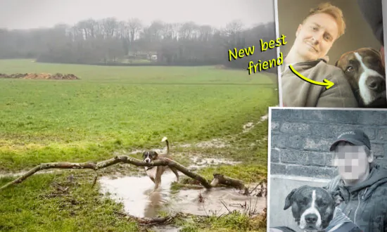 Guy Sees Homeless Man With a Dog and Sign—Finds New Best Friend Oddly Obsessed With Giant Sticks