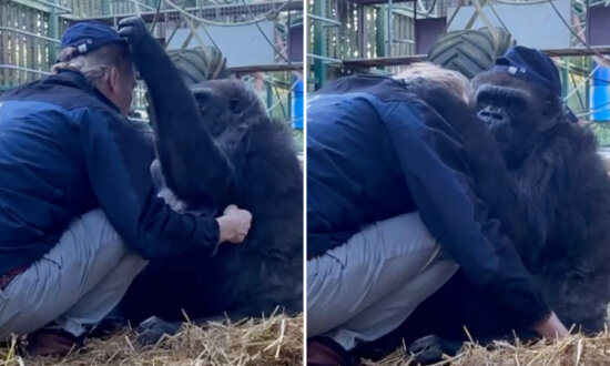 Heartwarming Moment Captures Gorilla Stealing Animal Conservationist's Hat Before Giving Him a Tender Hug